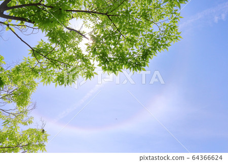 Early summer, clear sky 64366624