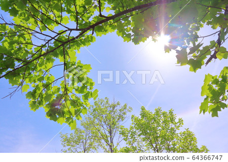 Early summer, clear sky Early summer, clear sky 64366747