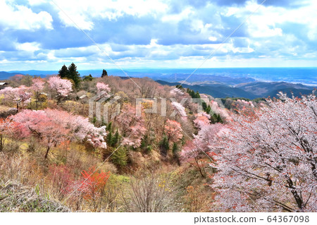The cherry blossoms in full bloom seen from Mt. The cherry blossoms in full bloom seen from Mt. 64367098