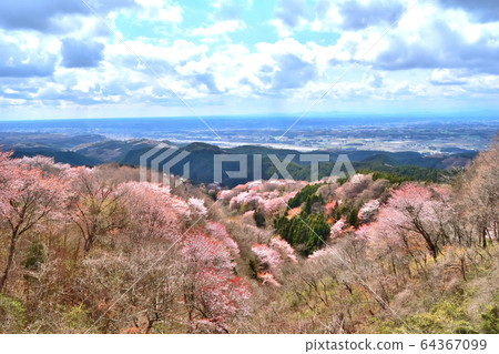 The cherry blossoms in full bloom seen from Mt. The cherry blossoms in full bloom seen from Mt. 64367099