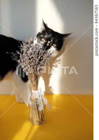Bouquet of purple lavender in glass jar on bright yellow background with black and white tuxedo cat. Hard light falls on still life with flowers. 64367565