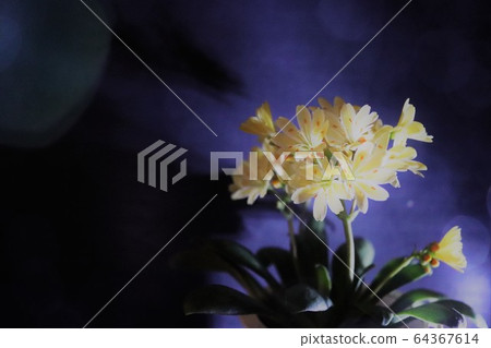 Rewisia搖滾煙花 64367614
