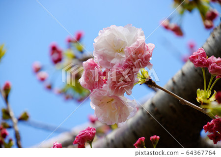 Arakawa Tsutsumi Goshiki Sakura / Matsuki Arakawa Tsutsumi Goshiki Sakura / Matsuki 64367764