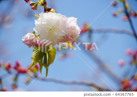 Arakawa Tsutsumi Goshiki Sakura / Matsuki 64367765