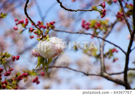 Arakawa Tsutsumi Goshiki Sakura / Matsuki Arakawa Tsutsumi Goshiki Sakura / Matsuki 64367767