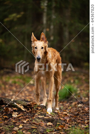 Puppy borzoi walks outdoor at summer day 64367820