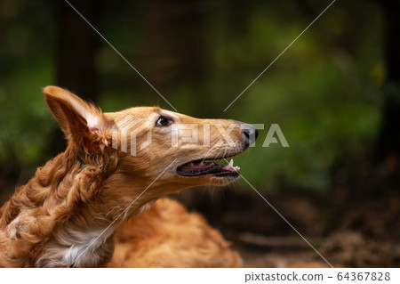 Puppy borzoi walks outdoor at summer day Puppy borzoi walks outdoor at summer day 64367828