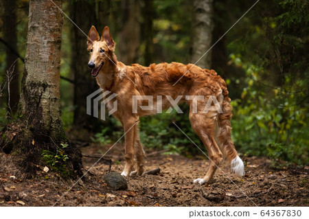 Puppy borzoi walks outdoor at summer day Puppy borzoi walks outdoor at summer day 64367830