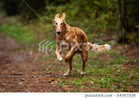 Puppy borzoi walks outdoor at summer day 64367836