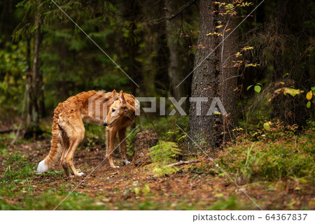 Puppy borzoi walks outdoor at summer day 64367837