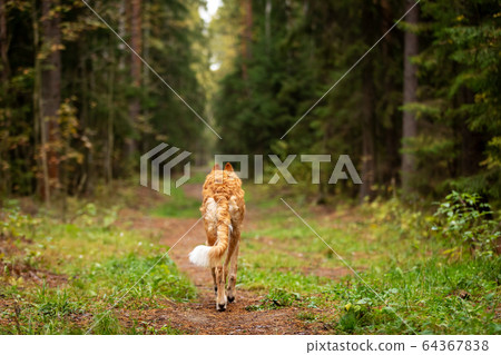 Puppy borzoi walks outdoor at summer day 64367838