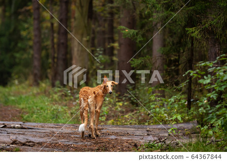 Puppy borzoi walks outdoor at summer day Puppy borzoi walks outdoor at summer day 64367844
