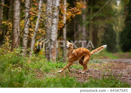 Puppy borzoi walks outdoor at summer day 64367845