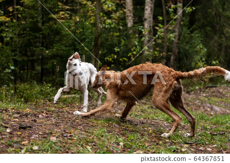 Puppy borzoi walks outdoor at summer day 64367851