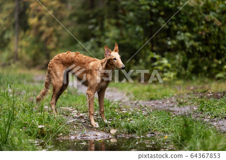 Puppy borzoi walks outdoor at summer day 64367853