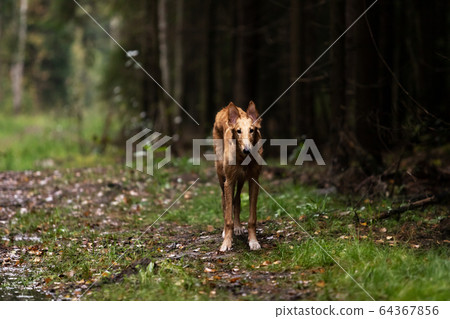 Puppy borzoi walks outdoor at summer day Puppy borzoi walks outdoor at summer day 64367856