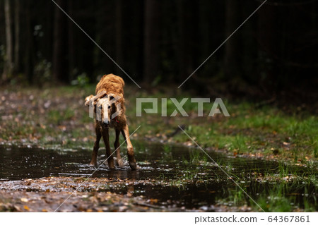Puppy borzoi walks outdoor at summer day 64367861