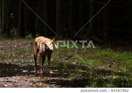 Puppy borzoi walks outdoor at summer day Puppy borzoi walks outdoor at summer day 64367862