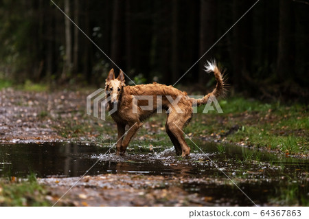 Puppy borzoi walks outdoor at summer day Puppy borzoi walks outdoor at summer day 64367863