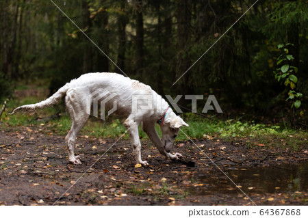 Puppy borzoi walks outdoor at summer day 64367868