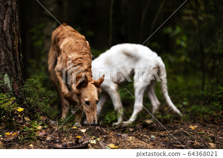 Puppy borzoi walks outdoor at summer day 64368021