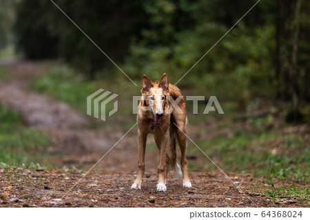 Puppy borzoi walks outdoor at summer day 64368024