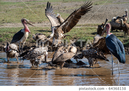 Storks and vultures fight over river carcase 64368138