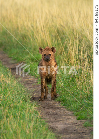 Spotted hyena stands facing camera on track 64368175