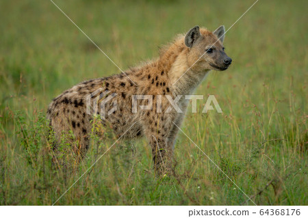 Spotted hyena stands in grass facing forward 64368176