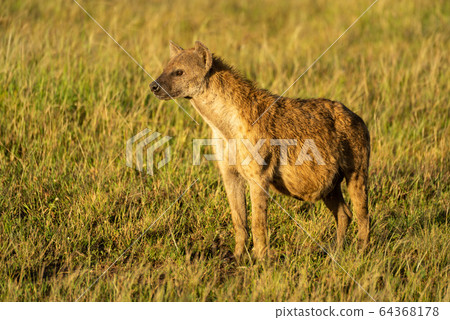 Spotted hyena standing in grass with catchlight 64368178