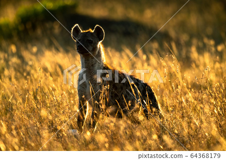 Spotted hyena standing in backlit long grass 64368179
