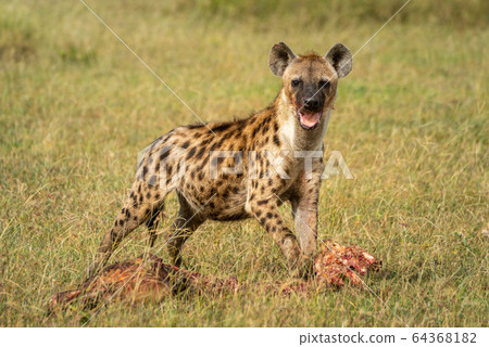 Spotted hyena looks up from bloody carcase Spotted hyena looks up from bloody carcase 64368182