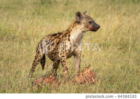 Spotted hyena looks up from bloody kill 64368183