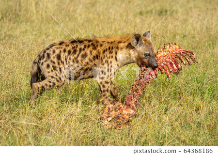 Spotted hyena holds bloody skeleton in grass Spotted hyena holds bloody skeleton in grass 64368186