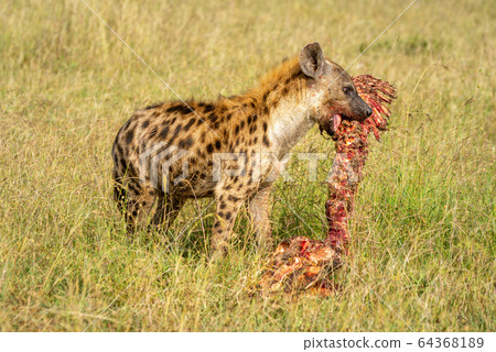 Spotted hyena holds bloody carcase in grass 64368189