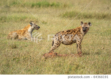 Spotted hyena guards bloody carcase from another 64368191