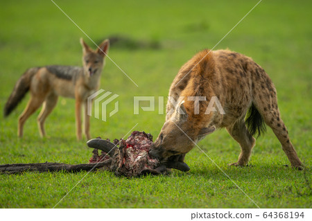 Spotted hyena gnaws carcase watched by jackal 64368194