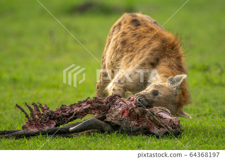 Spotted hyena feeds on wildebeest in grass Spotted hyena feeds on wildebeest in grass 64368197