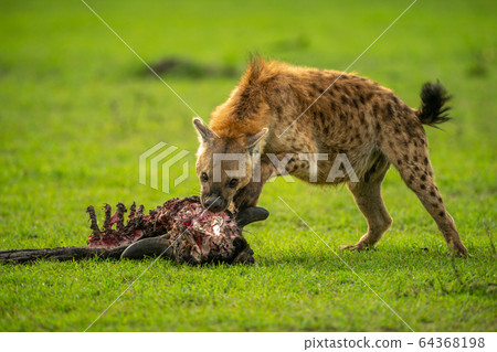 Spotted hyena feeds on carcase in grassland 64368198