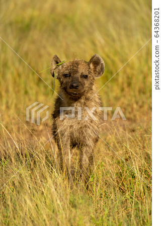 Spotted hyena cub stands in long grass 64368201