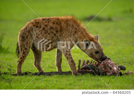 Spotted hyena chews wildebeest carcase on grass 64368205