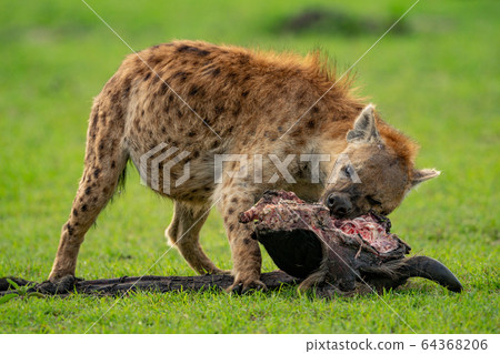 Spotted hyena chews wildebeest carcase in grass 64368206