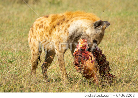 Spotted hyena chews bloody bone in grass 64368208