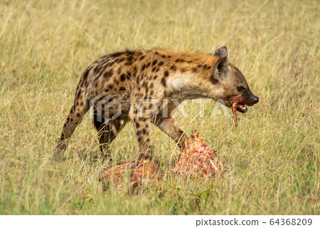 Spotted hyena chews bone from bloody carcase 64368209