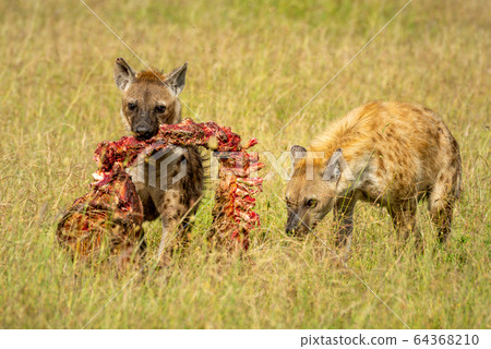 Spotted hyena carries carcase followed by another Spotted hyena carries carcase followed by another 64368210