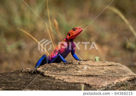 Spider-Man agama lizard basks on sunny rock Spider-Man agama lizard basks on sunny rock 64368215