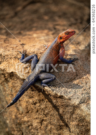 Spider-Man agama perches on rock eyeing camera Spider-Man agama perches on rock eyeing camera 64368216