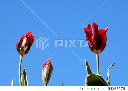 紅黃瓜和藍藍的天空 64368576