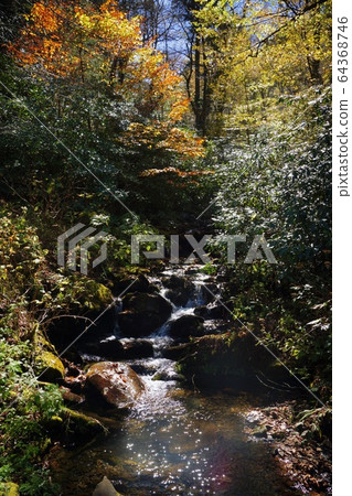 Autumn colors in Great Smoky Mountain National Park, Tennessee, USA Autumn colors in Great Smoky Mountain National Park, Tennessee, USA 64368746
