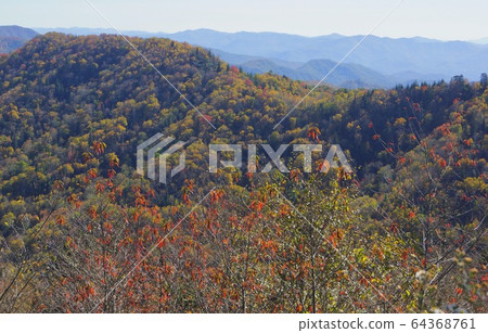 Autumn colors in Great Smoky Mountain National Park, Tennessee, USA Autumn colors in Great Smoky Mountain National Park, Tennessee, USA 64368761